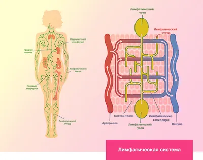 Поможет ли очищение лимфы стать здоровее?