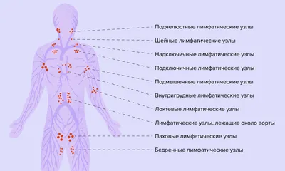 Что такое лимфатические узлы и что делать, если они увеличились?