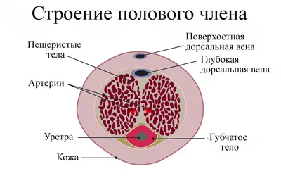 Меланома кожи: как выглядит, симптомы, причины, диагностика, лечение