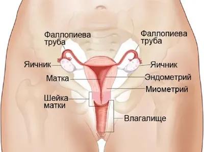 Аппендицит при беременности: чем это опасно и всегда ли проводят операцию |  О детском здоровье: с врачебного на родительский | Дзен