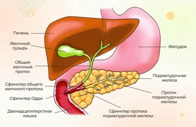 С какой стороны находится аппендицит, его симптомы у детей и взрослых