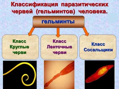 Гельминты: чем опасны паразиты в организме и к чему они приводят | Royal  Medical Traiding | МЕДИЦИНА И ТЕХНИКА | Дзен