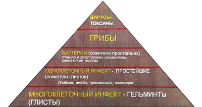 Осторожно! Гельминты! » ФБУЗ ЦГиЭ в Сахалинской области