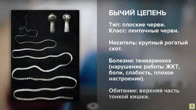 Диамед лаборатория - ❓А давно вы проверялись на паразитов? Гельминты  (глисты) это одна из часто встречающихся проблем, как у взрослых, так и  детей. Первое время паразиты не причиняют особого дискомфорта, но потом,