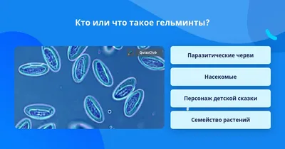 Как НЕ отравиться мясом? Рекомендации. Виды гельминтов и бактерий — CMT  Научный подход