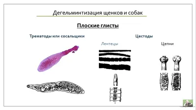 Глисты у собак | Виды, симптомы и лечение