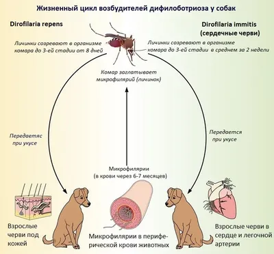 Глисты в сердце у собаки: симптомы и лечение - Ветеринарный госпиталь