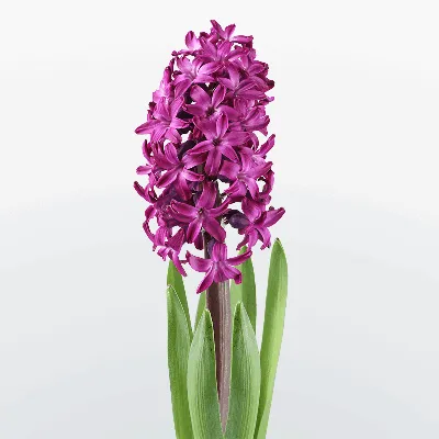 Гиацинт 1 Луковица (Hyacinthus)