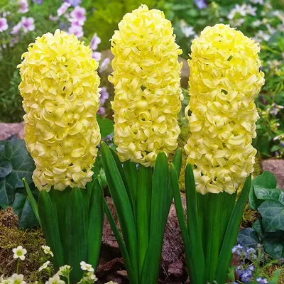 Гиацинт Пёрпл Сенсейшн (Hyacinthus Purple Sensation) - Луковицы гиацинтов -  купить недорого гиацинты в Москве в интернет-магазине Сад вашей мечты