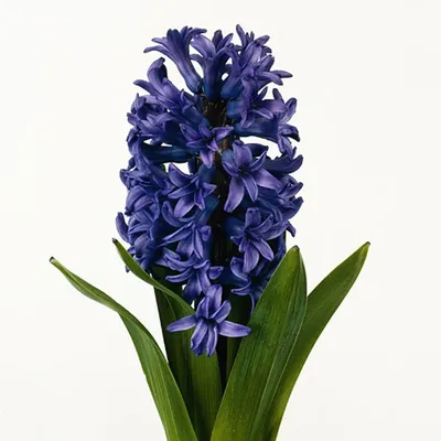 Гиацинт Блю Пёрл (Hyacinthus Blue Pearl) - Луковицы гиацинтов - купить  недорого гиацинты в Москве в интернет-магазине Сад вашей мечты