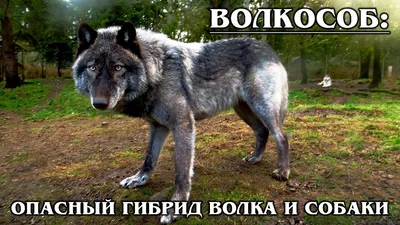 Картинки по запросу гибрид волка и собаки | Wolf dog, Animals wild, Black  wolf