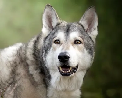 VOLKOSOB: Dangerous hybrid of a wolf and a dog does not consider a human as  a master - YouTube