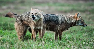 Category:Wolf-dog hybrid - Wikimedia Commons