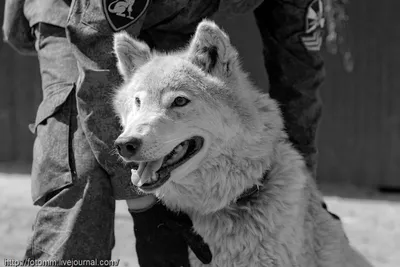 портрет взрослой волчонки Canis Lupus. гибрид волка и собаки Стоковое Фото  - изображение насчитывающей серо, генетическо: 216922276