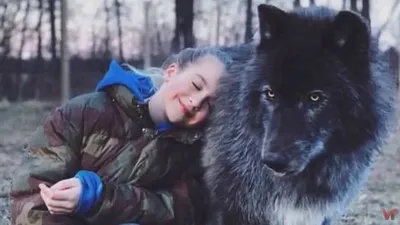 Чехословацкая волчья собака (Сzechoslovakian wolfdog) - это бесстрашная,  активная и смелая порода собак. Фото, описание и отзывы.