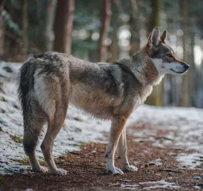 Wolfdog И Бордерколли Что Впервые Европа — стоковые фотографии и другие  картинки Гибрид собаки и волка - Гибрид собаки и волка, 2015, Белый - iStock