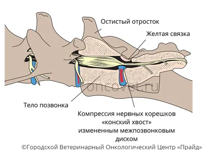 Слепота у собак и кошек: симптомы, причины, лечение | Офтальмологическое  отделение ветеринарной клиники