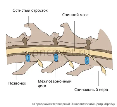 Новообразования век/ Eyelid tumors