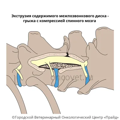 Судороги у собаки: причины, что делать, первая помощь