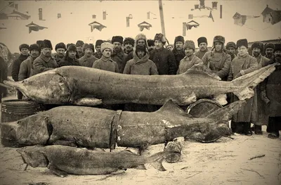 большие рыбы — Рыбалинг — Рыбалка в Эстонии и не только