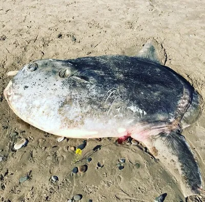 Гигантского морского окуня. Большая рыба с соленой водой семьи морского  окуня найденной в восточном и западном Атлантическом океан Стоковое  Изображение - изображение насчитывающей найдено, ландшафт: 173386375