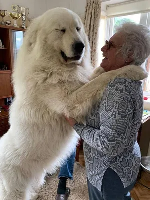 Чем больше собака - тем лучше | Great pyrenees dog, Giant dogs, Huge dogs