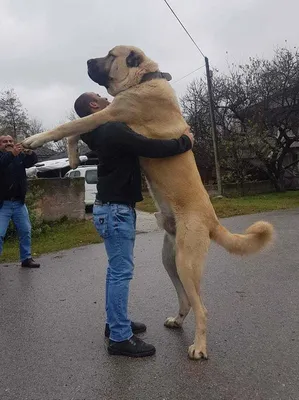 Моя собака желает познакомиться