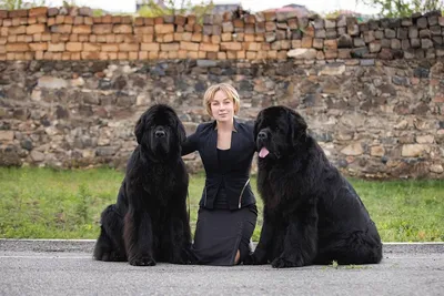 Guard Dogs Nation on Instagram: “Beauty and the Beast💛 . . . 📸  @guard_dogs_worldwide . . . . #caneco… | Сторожевая собака, Крупные породы  собак, Гигантские собаки