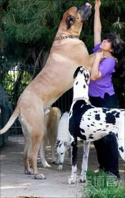 Great dane dogs, Great dane, Dane dog