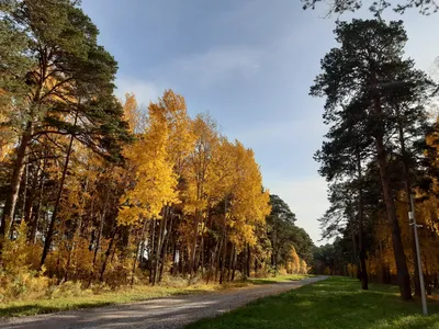 Парк \"Гилевская роща\" зимой