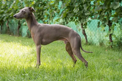 Гипоаллергенные собаки. | Dog Lover | Дзен