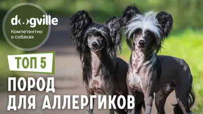 Маленькие породы собак: описания и фото | Purina