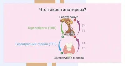 Гипотиреоз щитовидной железы: причины, симптомы, лечение