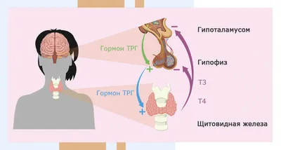 Врожденный гипотиреоз - лечение, симптомы, причины и клинические  рекомендации