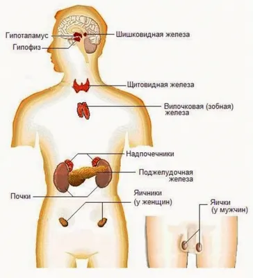 Гипотиреоз и Сахарный диабет - взаимноопасные заболевания | Anti AGE - Biom  | Дзен