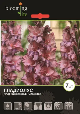 Поиск Саженец Гладиолус Якутск серия Огни Городов 5 луковиц купить в  Нур-Султане (Астане), цена в интернет-магазине