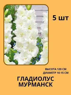 Гладиолус Квипо 1 шт. – купить луковицы в питомнике \"КСП\" с доставкой по  России
