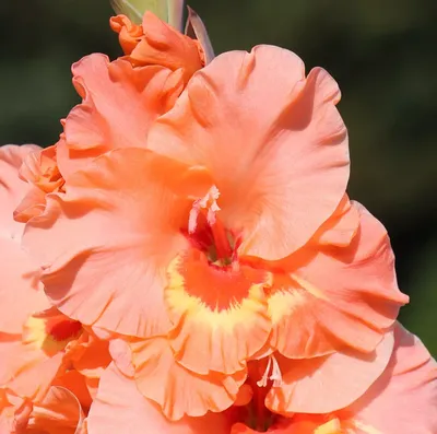 Купить Гладиолус Крупноцветковый Курск (7) недорого по цене  259руб.|Garden-zoo.ru