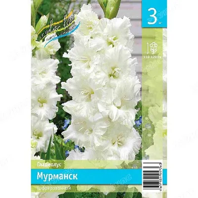 Купить гладиолус Цимароза 1 уп. (15 шт.) - Весенние луковичные,  MAXI-упаковка, арт: 11368 недорого в магазине в Мурманске, цена 2023