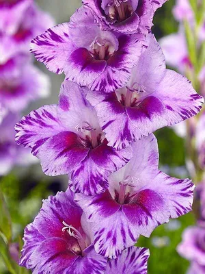 Gladiolus Stormy