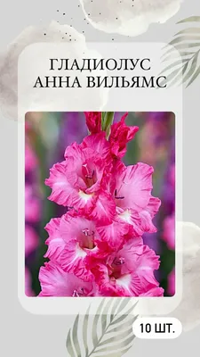 Купить гладиолус смесь сортов (gladioli mixed colours), 50 шт (разбор  10/12) по цене 910 руб. в интернет магазине \"Первые Семена\"