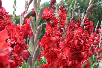 Gladiolus Omsk – Jack the Grower