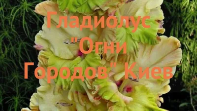 ГЛАДИОЛУС БЕЛАЯ НЕВЕСТА купить по цене 150₽ за 3 шт. в Россошье в  интернет-магазине «Посадика»