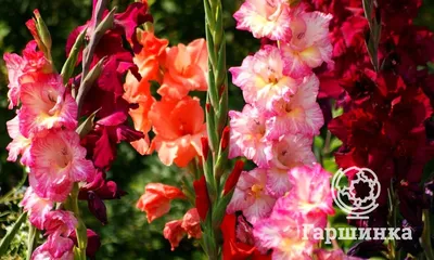 Gladiolus Garden – Verdant Garden