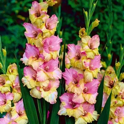 Beautiful gladiolus flowers on a white background. isolated Stock Photo |  Adobe Stock