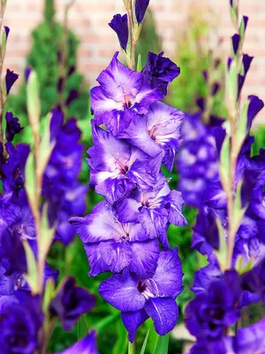 File:Cape Fynbos - Gladiolus alatus.jpg - Wikipedia