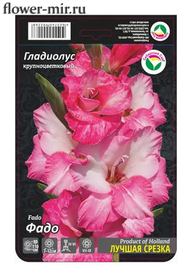 East African Plants - A Photo Guide - Gladiolus erectiflorus Baker