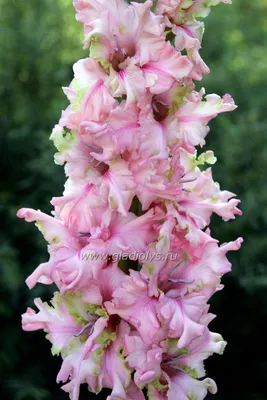 TIL gladiolus is a flower : r/FFXV