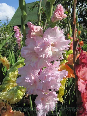 Pink Gladiolus flower Stock Photo | Adobe Stock