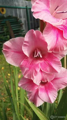 Красивые цветы гладиолусы - 63 фото